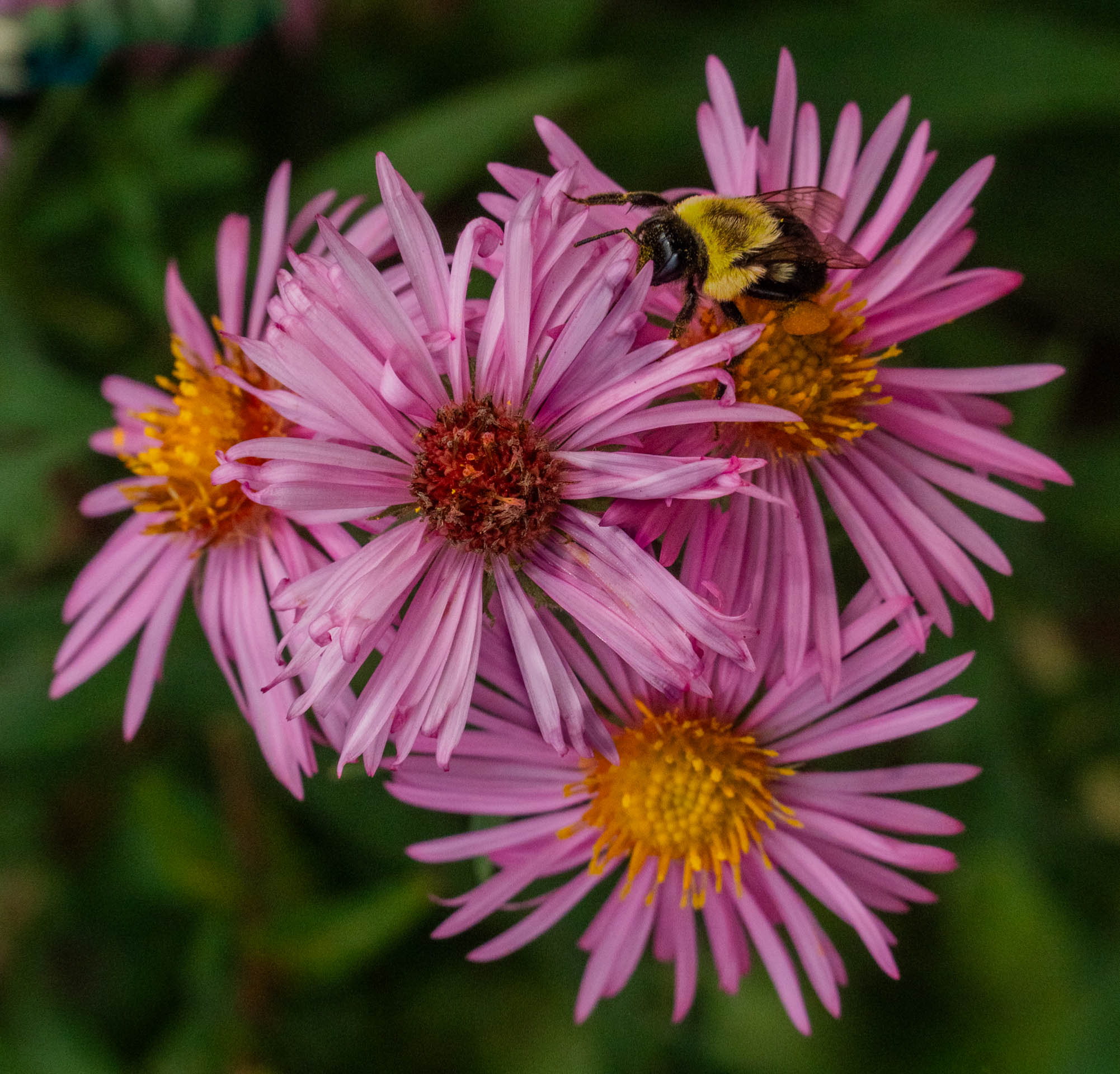 2nd PrizeOpen Color In Class 1 By Mark Sandler For Bee On Aster At End Of Season OCT-2024.jpg